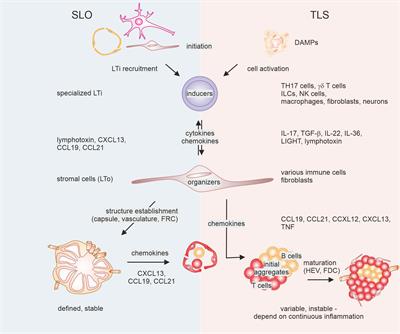 Heterogeneity of tertiary lymphoid structures in cancer